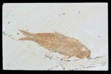 Knightia Fossil Fish - Wyoming #55326-1